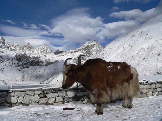 Image:Yak at third lake in Gokyo.jpg