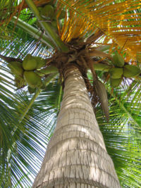 A coconut palm tree in Cura&ccedil;ao.