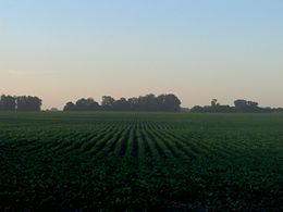 View of soy fields. Though Argentina's is now an industrial and service economy, agriculture still earns more than half the foreign exchange.