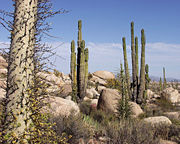 Flora of Baja California Desert, Catavi&ntilde;a region, Mexico