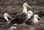 Waved Albatrosses on Espa&ntilde;ola