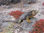 The Gal&aacute;pagos land iguanas are among the signature animals of the Gal&aacute;pagos islands.