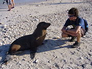 Sea lions in the Gal&aacute;pagos are somewhat tame, but very curious.