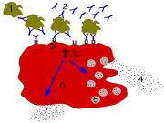 Degranulation process in allergy.1 - antigen; 2 - IgE antibody; 3 - Fc&epsilon;RI receptor; 4 - preformed mediators (histamine, proteases, chemokines, heparine); 5 - granules; 6 - mast cell; 7 - newly formed mediators (prostaglandins, leukotrienes, thromboxanes, PAF)