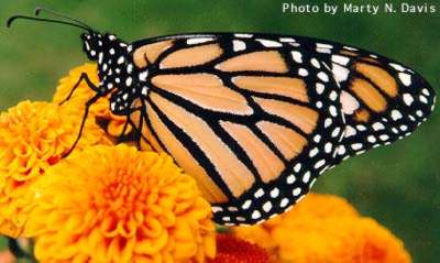 Image:Monarch butterfly.jpg