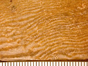 A contact metamorphic rock made of interlayered calcite and serpentine from the Precambrian of Canada. Once thought to be a fossil called Eozo&ouml;n canadense.  Scale in mm.