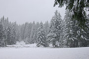 Coastal Douglas fir woodland in northwest Oregon.