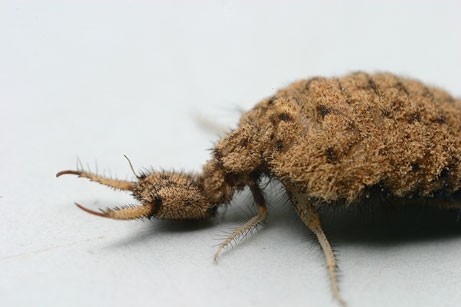 Image:Antlion1 by Jonathan Numer.jpg