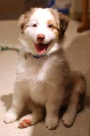 An Australian Shepherd Puppy Red Merle