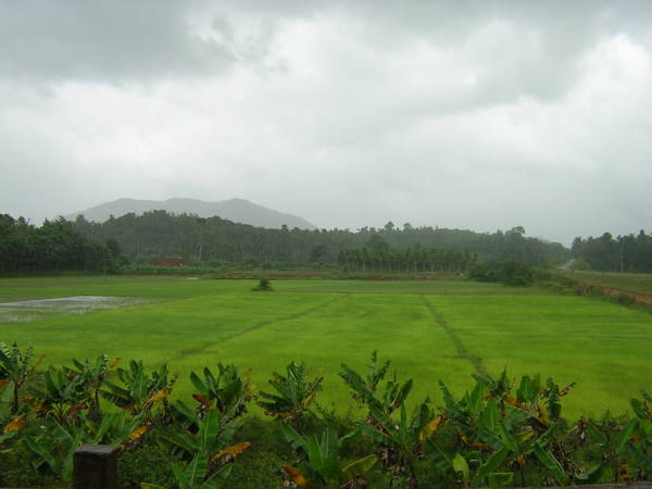 Image:Wayanad scenery.JPG