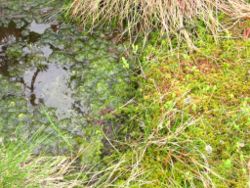 Sphagnum bog vegetation, Tř&iacute;jezern&iacute; slať, &Scaron;umava.