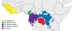 distribution of Pan spp.