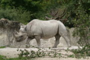 Black Rhino in Z&uuml;rich zoo.