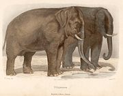 "O Elephante" - Hand-coloured engraving drawn by H.Gobin and engraved by Ramus - Printed in France by the "Lamoureaux de Paris" and Published for Magalh&atilde;es e Moniz Editores in Portugal - 1890 (From the Dr. Nuno Carvalho de Sousa Private Collections - Lisbon)