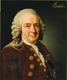 Carl von Linn&eacute;, Alexander Roslin, 1775. Currently owned by and displayed at the Royal Swedish Academy of Sciences.