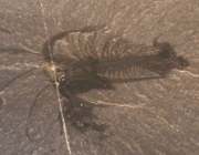 This Marrella specimen illustrates how clear and detailed the fossils from the Burgess Shale lagerst&auml;tte are.