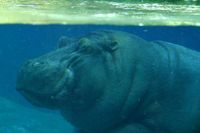 A submerged hippo at the San Diego Zoo. Adult hippos typically resurface to breathe every 3&ndash;5 minutes.
