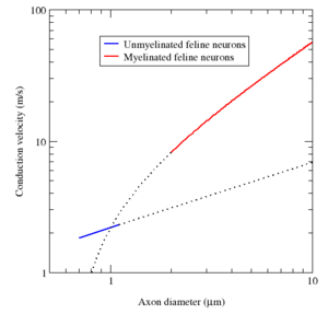 Comparison of the conduction velocities of myelinated and unmyelinated axons in the cat.   The conduction velocity v of myelinated neurons varies roughly linearly with axon diameter d (that is, v &prop; d), whereas the speed of unmyelinated neurons varies roughly as the square root (v &prop;&radic; d).  The red and blue curves are fits of experimental data, whereas the dotted lines are their theoretical extrapolations.
