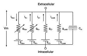 Equivalent electrical circuit for the Hodgkin&ndash;Huxley model of the action potential. Im and Vm represent the current through, and the voltage across, a small patch of membrane, respectively. The Cm represents the capacitance of the membrane patch, whereas the four g's represent the conductances of four types of ions. The two conductances on the left, for potassium (K) and sodium (Na), are shown with arrows to indicate that they can vary with the applied voltage, corresponding to the voltage-sensitive ion channels. The two conductances on the right help determine the resting membrane potential.