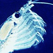 Krill feeding under high phytoplankton concentration. A slow motion video (from 300&nbsp;frame/s; 490&nbsp;kB) is also available.
