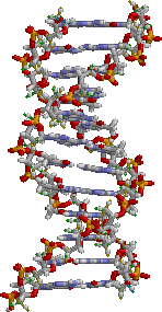DNA structure. Bases are in the center, surrounded by phosphate&ndash;sugar chains in a double helix.