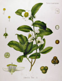 Tea plant (Camellia sinensis) from K&ouml;hler's Medicinal Plants.