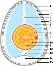 Schematic of a chicken egg: 1. Eggshell 2. Outer membrane 3. Inner membrane 4. Chalaza 5. Exterior albumen 6. Middle albumen 7. Vitelline membrane 8. Nucleus of pander 9. Germinal disk 10. Yellow yolk 11. White yolk 12. Internal albumen 13. Chalaza 14. Air cell 15. Cuticula