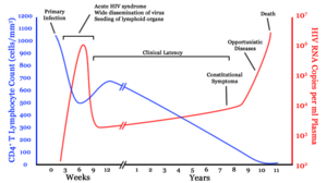 A generalized graph of the relationship between HIV copies (viral load) and CD4 counts over the average course of untreated HIV infection; any particular individual's disease course may vary considerably. CD4+ T cell count (cells per µL) HIV RNA copies per mL of plasma