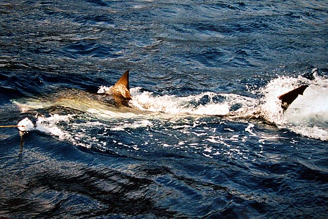 Image:Great white shark 100.JPG