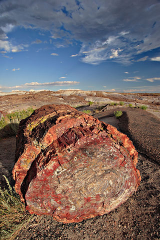 Image:Petrified forest log 1 md.jpg