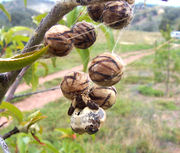 Bird dropping spider with its unusual egg sacs