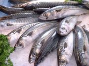 85% of the catch (67&nbsp;000 tonn) in Shetland is herring and mackerel which is 52% of the catch value. Haddock, cod and angler achieve higher prices and make up the rest of the catch value, even though these species only make up 15% of the catch. Pictured: Mackerel.