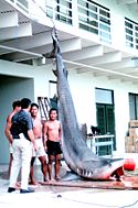 A 14-foot (4&nbsp;m), 544&nbsp;kg (1200&nbsp;pound) Tiger shark caught in Kaneohe Bay, Oahu in 1966