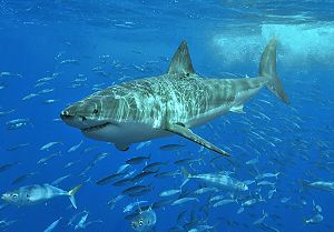 A 3 to 4&nbsp;m great white shark off Isla Guadalupe